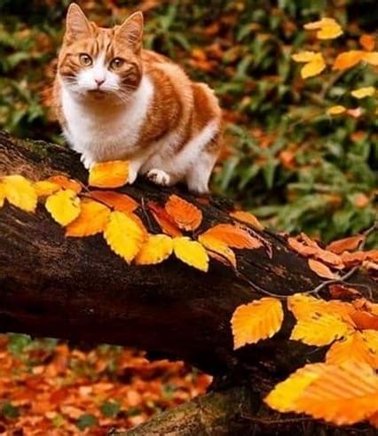 Top 50 Autumn Cat Names To Name Your New Feline Friend