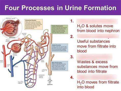 Top 174+ Urine formation animation - Merkantilaklubben.org