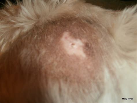 The Danger of Spider Bites to Your Dog (With Photos) - PetHelpful