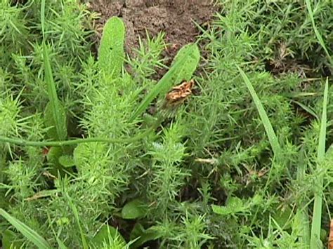 Gorse identification and control: Ulex europaeus - King County