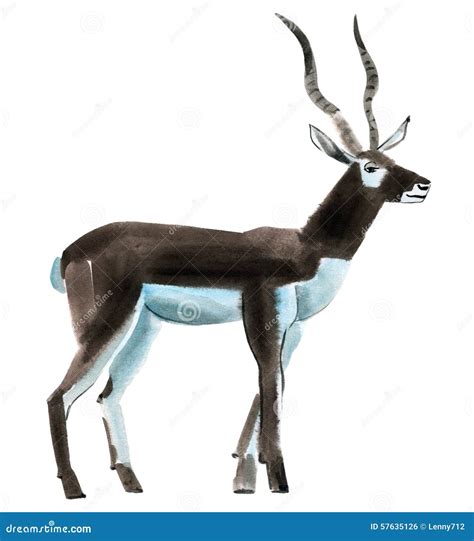 Watercolor Illustration Of Antelope In White Background. Stock Illustration - Image: 57635126