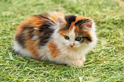 31 Amazing Facts About Calico Cats - Facts.net