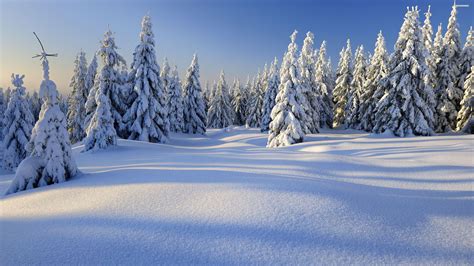 Winter Forest 4K Wallpapers - Top Free Winter Forest 4K Backgrounds - WallpaperAccess