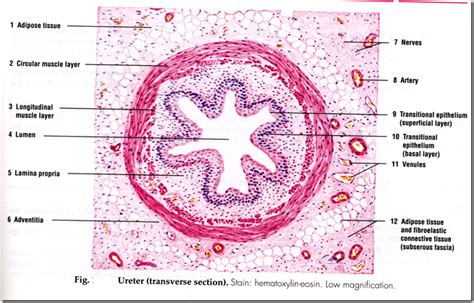 Anatomy & Histology of the Urinary Tract - Medatrio