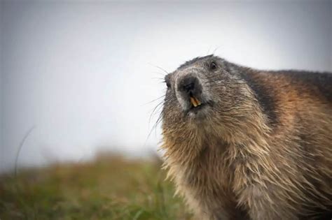 What Are The Predators Of Groundhogs? - Worldwide Nature