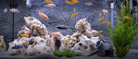 Best Tips to Maintain a Fish Aquarium at Home | Zameen Blog