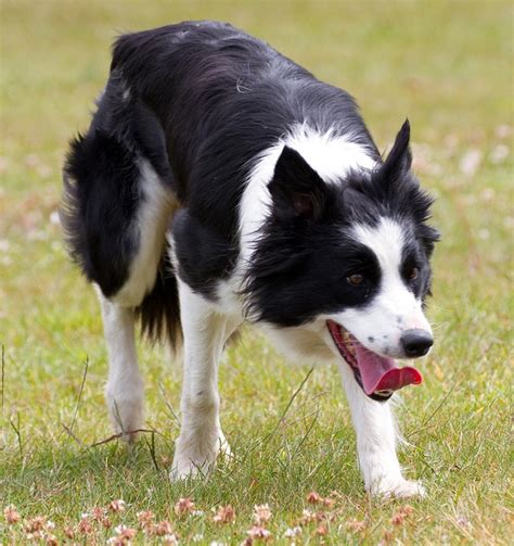 Welsh Sheepdog – Dog Breed Information and Pictures | Livelife