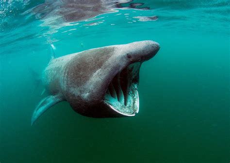 Rare, Huge Basking Shark Caught Off Australia