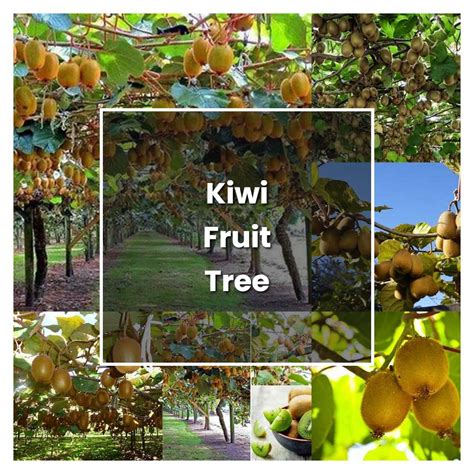 How to Grow Kiwi Fruit Tree - Plant Care & Tips | NorwichGardener