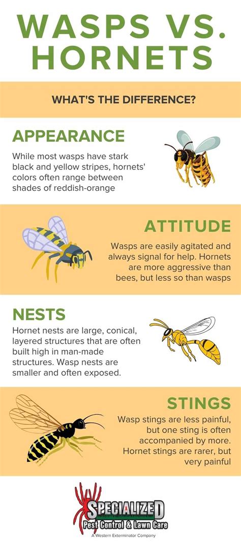 Wasp vs Hornet: What's the Difference? - Northern Utah