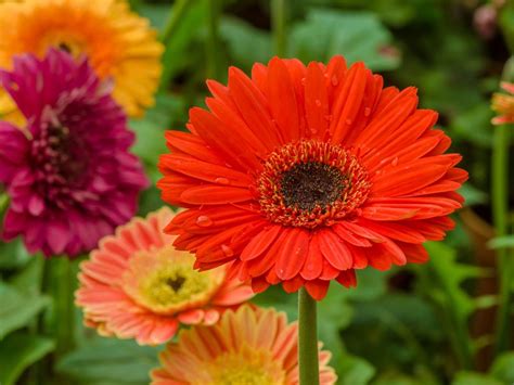 Gerbera Daisy Planting Guide: Growing Gerbera Daisy Flowers