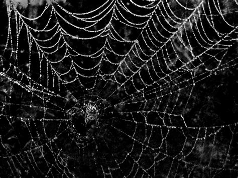 Spiderweb Background - WallpaperSafari