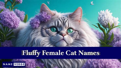 Fluffy Cat Names: 313+ Cute Names For Your Silky Cat