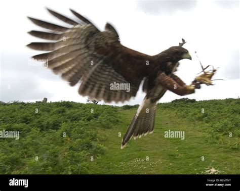 Harris hawk flying hi-res stock photography and images - Alamy