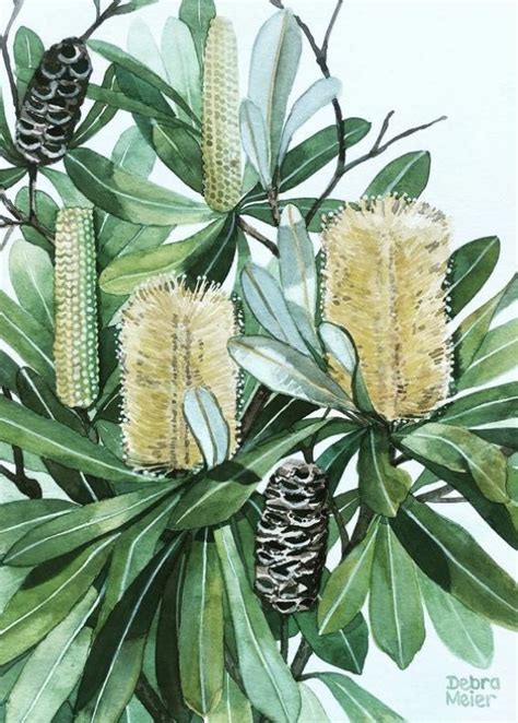 Golden Banksia Australian Native Watercolour Art Print By Debra Meier Art - FinetoShine