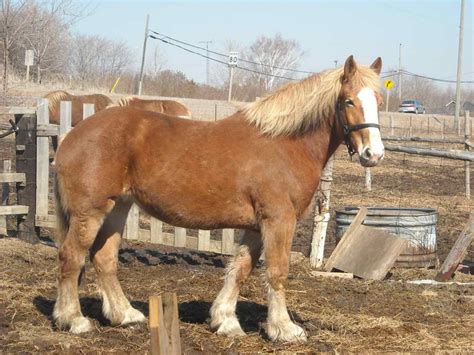 Belgian Draft Horse | The Horse Breed Wiki | FANDOM powered by Wikia