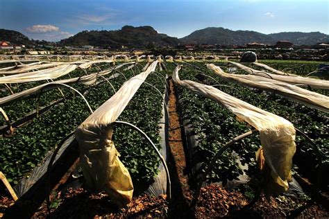 Strawberry Farm Baguio (Complete 2024 Travel Guide)