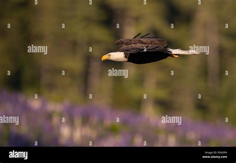 Bald Eagle Hunting Stock Photo - Alamy