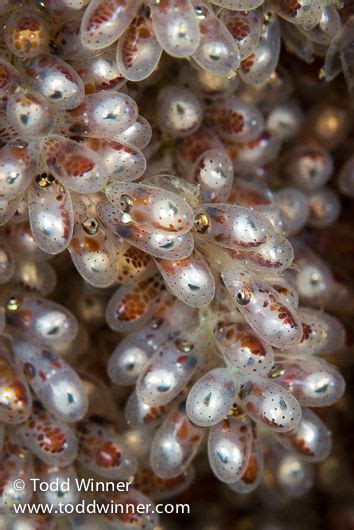 Story Behind The Shot: Hatching Octopus - Underwater Photography Guide