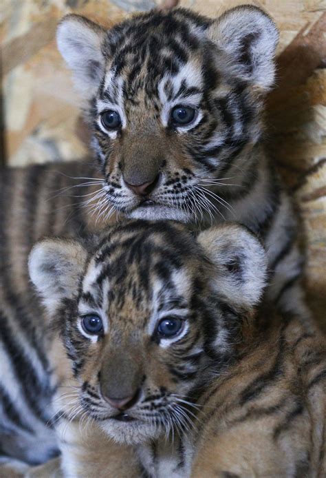 Istanbul’s AslanPark welcomes Bengal tiger cubs | Daily Sabah