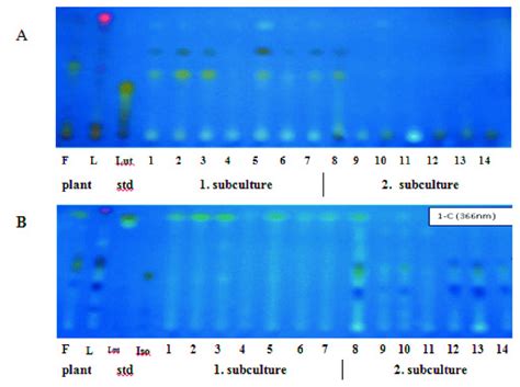 TLC analysis of the methanolic extracts at solvent system I (A) and ...