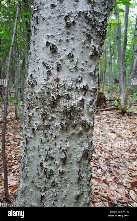 Beech Tree Bark - HooDoo Wallpaper