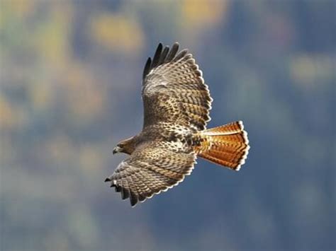 Red Tailed Hawk Facts