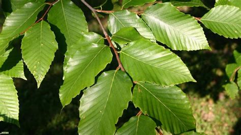 American beech | The Morton Arboretum