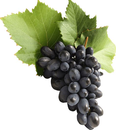 Blue Grape transparent PNG - StickPNG