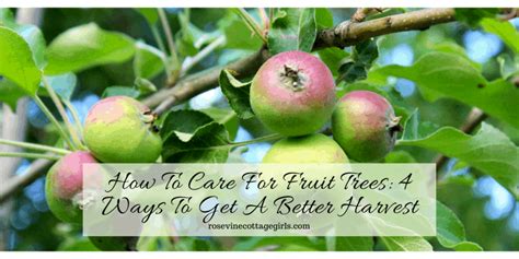 How To Care For Fruit Trees | 4 Ways To Get A Better Harvest