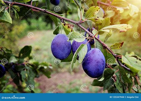 Plum Fruit on the Tree stock photo. Image of beautiful - 125347944