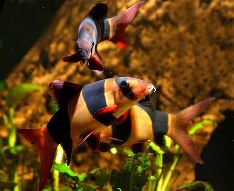 Freshwater Aquarium Clown Loach - Fish Fans