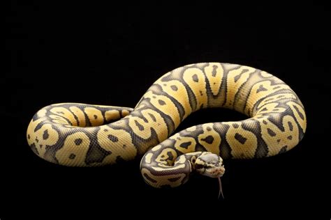 Ball Python Morphs Guide