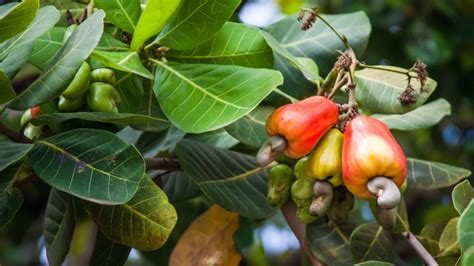 Cashew Tree