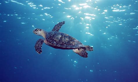 Hawksbill Turtle | Sea Turtles | Species | WWF