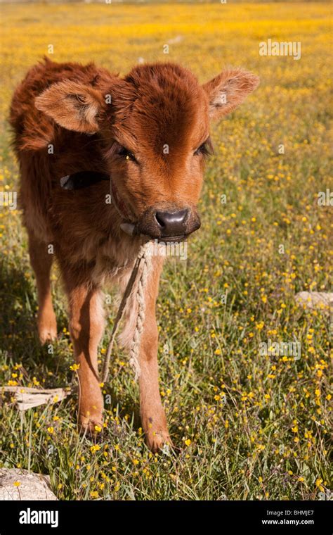 Baby yak, Korzok Stock Photo - Alamy