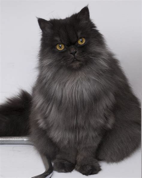 831 best Black Persian Cat images on Pinterest | Kitty cats, Fluffy ...