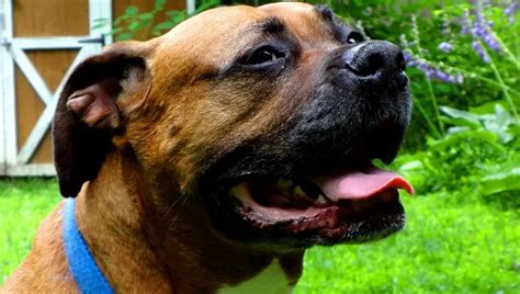 Boxweiler Dog Breed Information & Characteristics