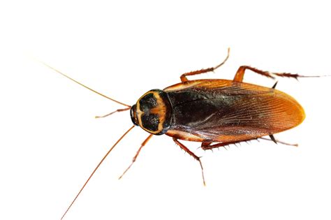 Cockroaches: Dangerous Household Pests - K & C Pest Control