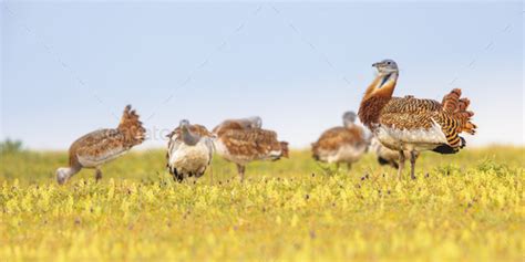 Great Bustard Display in Grassland Stock Photo by CreativeNature_nl