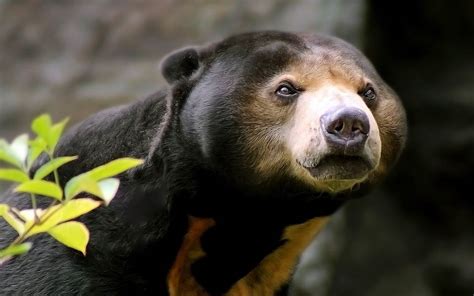 Sun bear – the smallest bear in the world | DinoAnimals.com