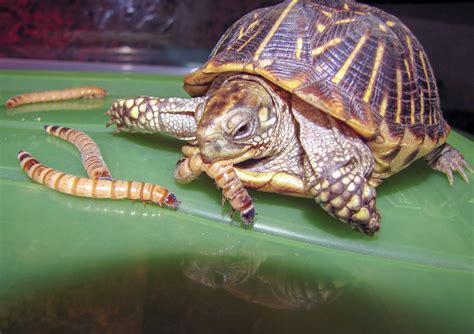 What To Feed A Box Turtle In Captivity?