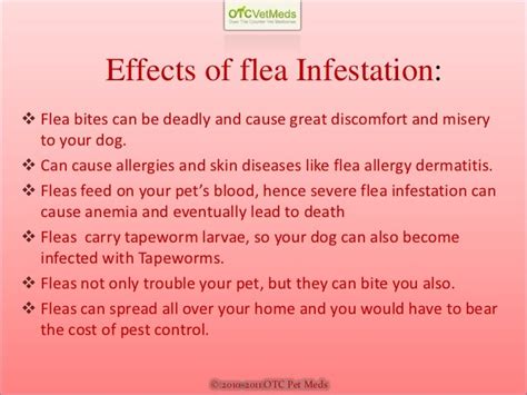 Symptoms of fleas on dogs