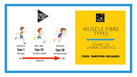 Muscle Fibre Types: Chart of Characteristics and Simple Acronym