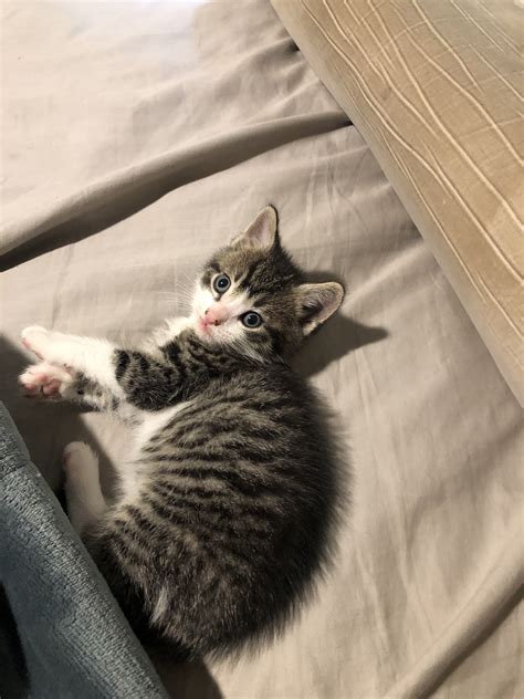 6 week old tabby and Maine coon mix? | TheCatSite