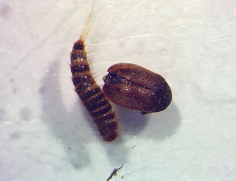 Warehouse Beetle Larvae