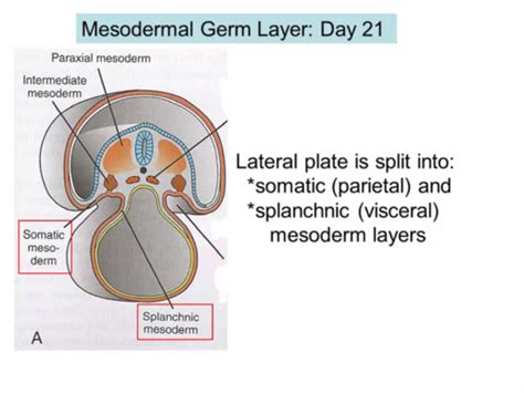 Embryology: Mesoderm Derivatives Flashcards | Quizlet