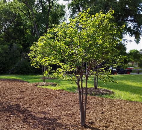 Plant Clump Redbud by Quail Hollow Park (Black Elk Park II) Omaha, NE ...