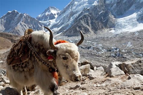 Himalayas - Wildlife, Ecosystems, Biodiversity | Britannica