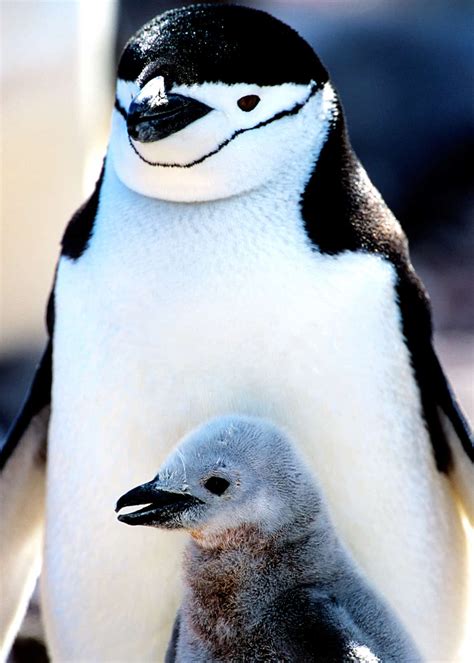 51 Baby Penguin Photos, Videos, and Facts That'll Have You Saying "Awwww!!" | Everywhere Wild